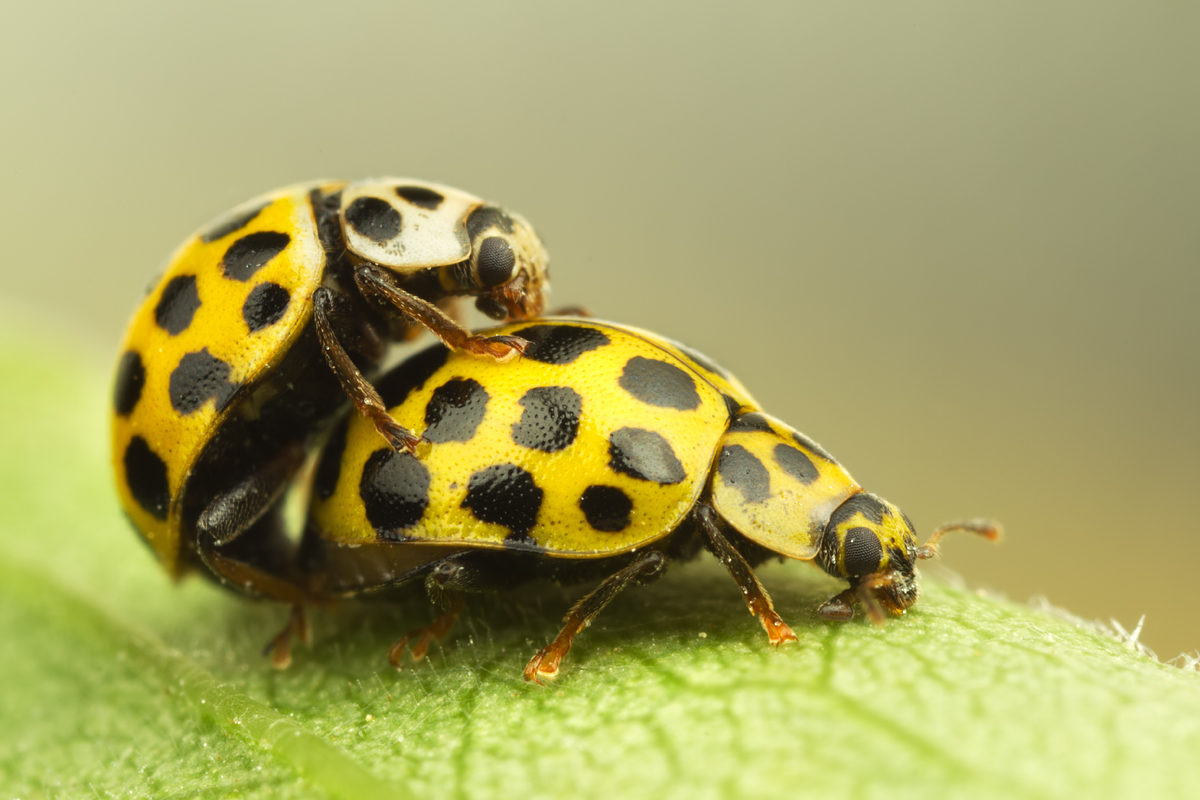 Mating 22 Spot Ladybirds